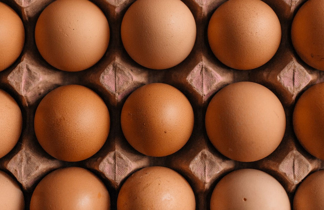 Probiótico para aves de corral para prevenir la infección por salmonela