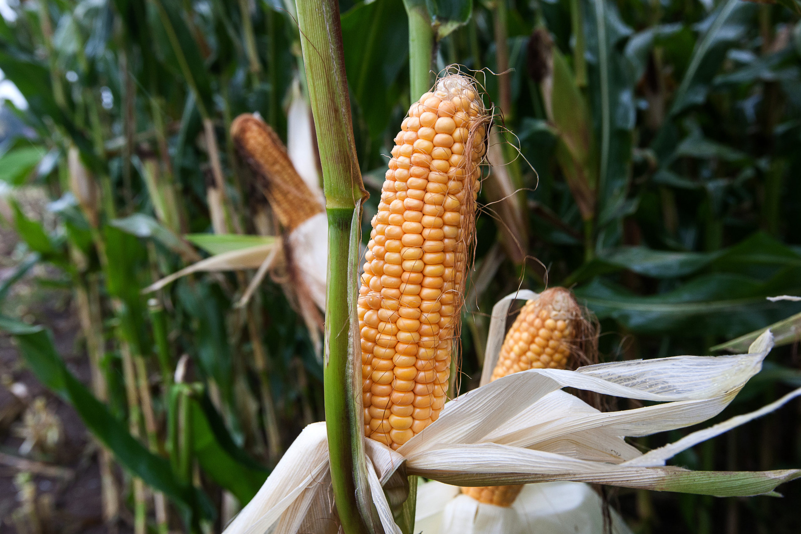 El maíz de . a Colombia sigue aumentando - All About Feed ES - Puerta  a la Industria Global de Alimentación