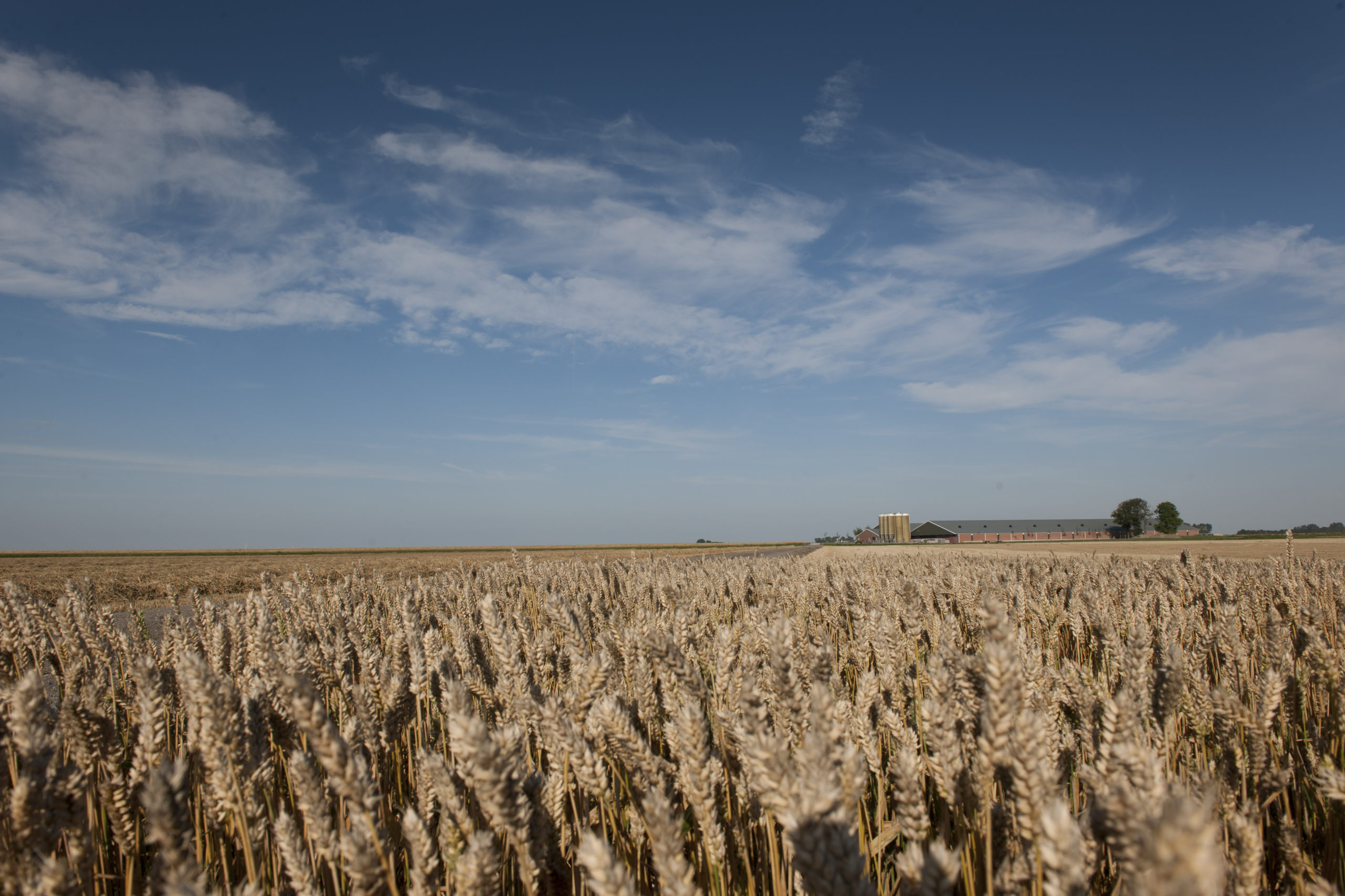 Nuevo Récord Mundial De Rendimiento De Trigo All About Feed Es Puerta A La Industria Global 1568