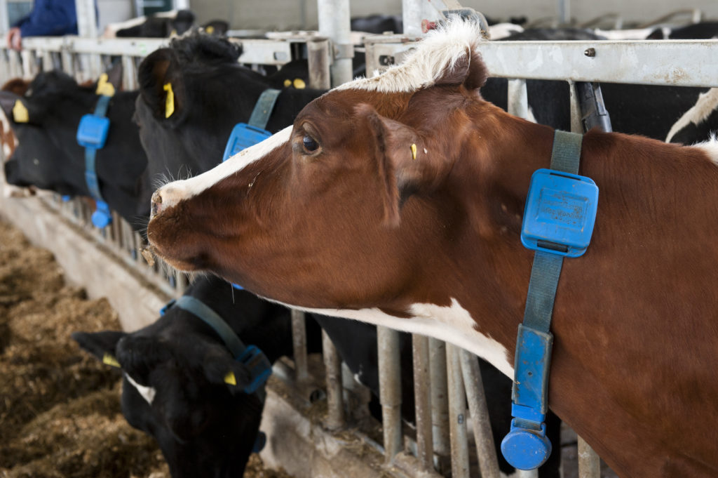 Llevar La Alimentación De Las Vacas Al Siguiente Nivel - All About Feed ...