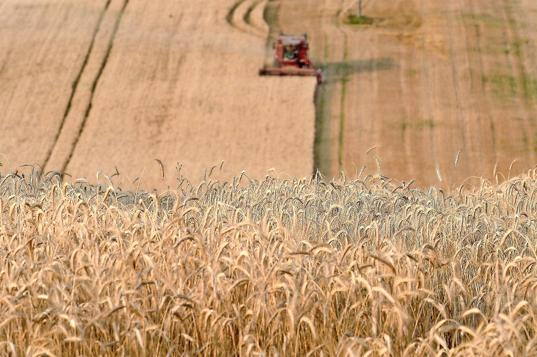 Los comerciantes de granos encuentran que el nivel de precios actual es interesante para comprar. Foto: AFP