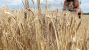 La Organización Mundial de la Alimentación (FAO) prevé que la cosecha de trigo será 7,4 millones de toneladas superior al consumo. Foto: EPA