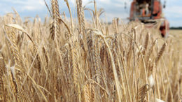 La Organización Mundial de la Alimentación (FAO) prevé que la cosecha de trigo será 7,4 millones de toneladas superior al consumo. Foto: EPA
