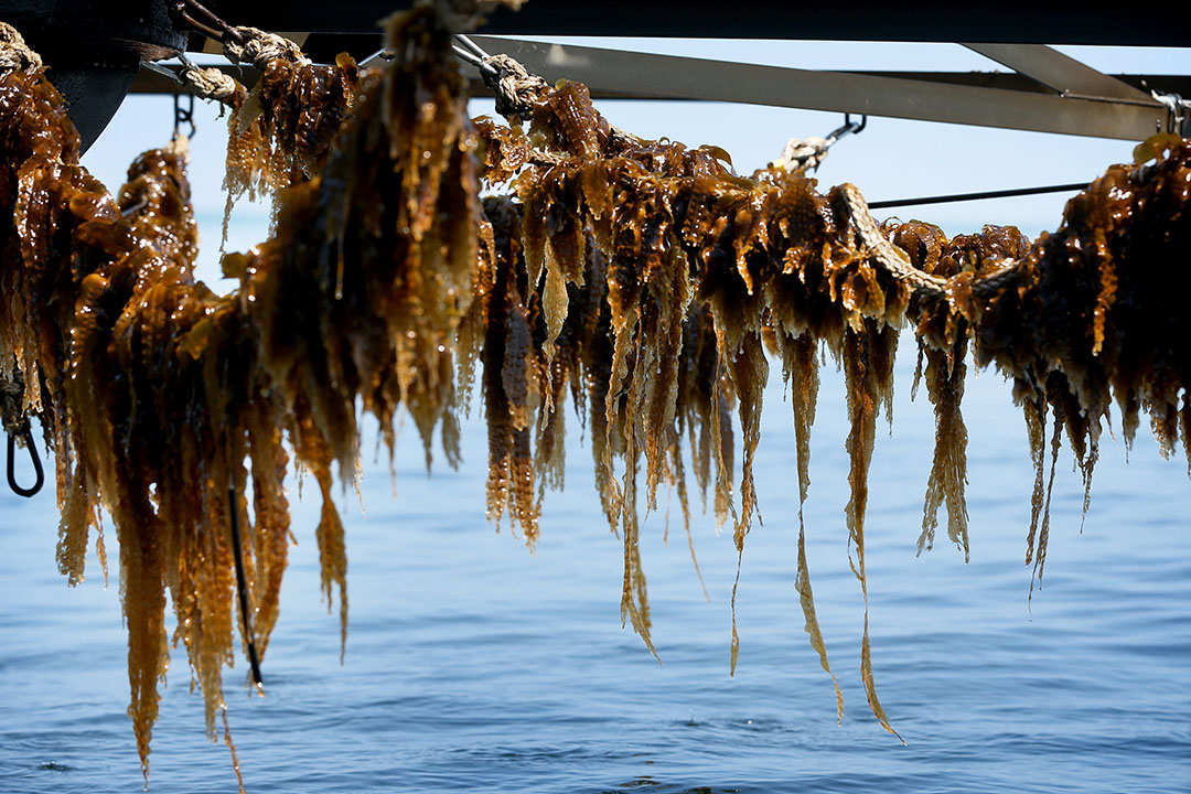 Las algas marinas cosechadas en húmedo tienen una vida útil muy corta. Por lo tanto, debe ser usada bastante rápido. Foto: Catrinus van der Veen