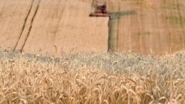 Los comerciantes de granos encuentran que el nivel de precios actual es interesante para comprar. Foto: AFP