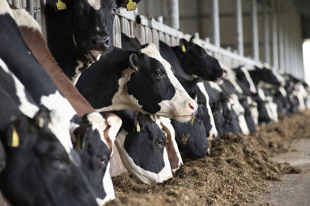 En las vacas lactantes, una reducción del 20% de las emisiones de metano representa la misma cantidad de energía necesaria para sintetizar 0,6 kg/d de leche. Foto: Mark Pasveer