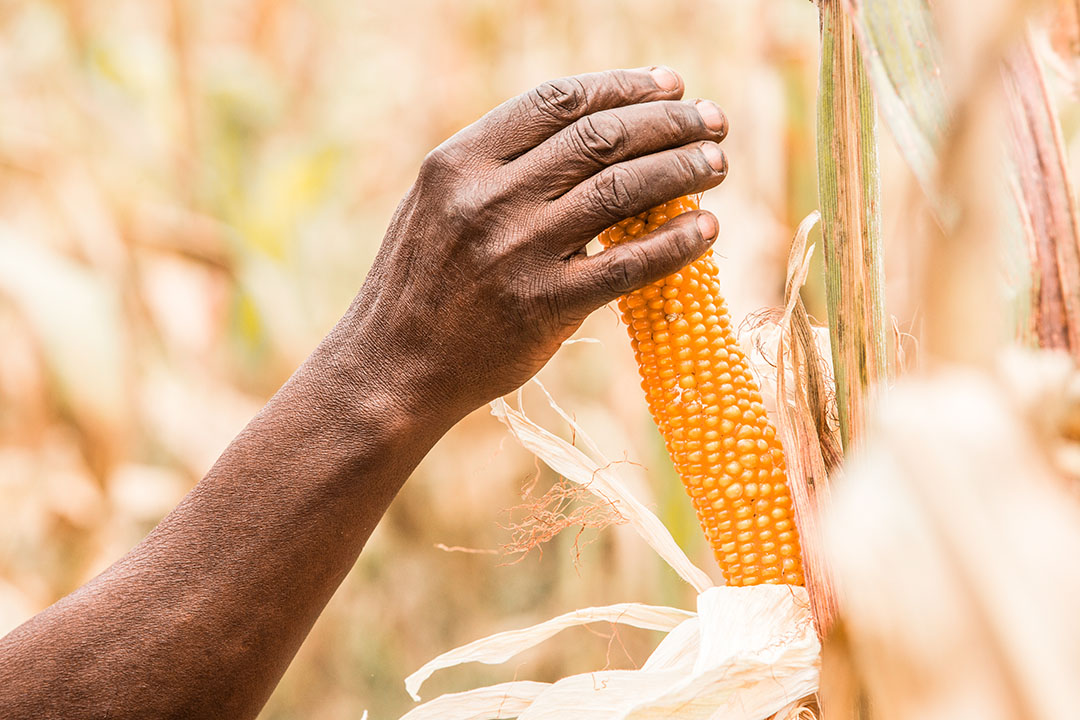 Sudáfrica produjo su segunda cosecha de maíz más alta registrada en el año 2019/20 MY. Foto: Junior Aklei Chaky