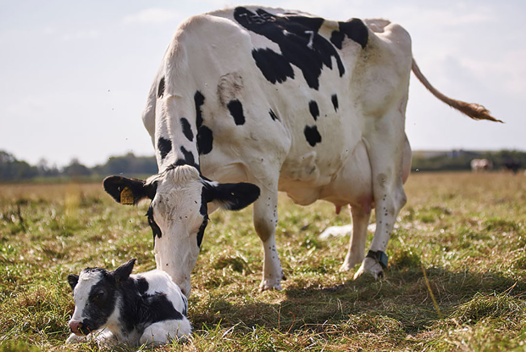 El suplemento de la dieta de las vacas lecheras con el probiótico de la levadura no sólo mejora la producción de leche y los sólidos lácteos, sino que también aumenta la fertilidad de las vacas lecheras y puede contribuir a una mayor longevidad. Foto: Shutterstock
