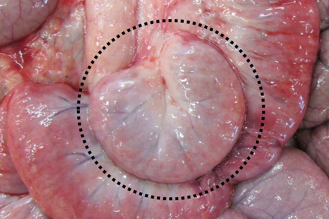 Un segmento intestinal quirúrgicamente aislado (que se encuentra dentro del círculo incubado) que ha sido inyectado con la bacteria Mycobacterium paratuberculosis (MAP) que causa la enfermedad de Johne. Foto: Dr. Philip Griebel