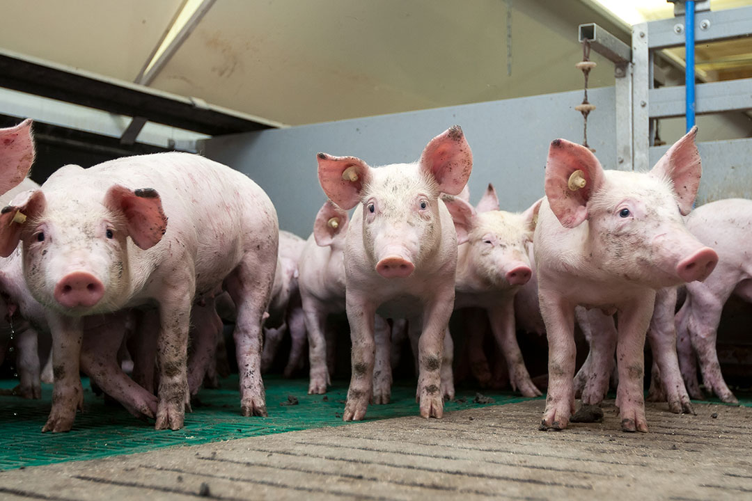 Un ensayo en cerdos que consumen una dieta suplementada con xilo-oligómeros y una xilanasa demostró una mejora en la capacidad de vida. Foto: Ruud Hissink