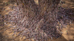 Las langostas tienen un gran potencial como alimento para animales y son virtualmente libres. Foto: FAO