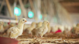 Los pollos jóvenes son vulnerables a los patógenos microbianos, el uso de plasma desecado en spray en la dieta puede ayudar a apoyar el sistema inmunológico. Foto: Dancu Aleksandar