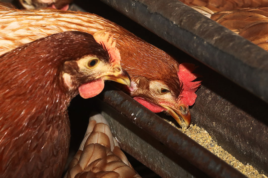 Las aves alimentadas con dietas con grasas rancias tenían una baja fertilidad e incubabilidad. Foto: Henk Riswick