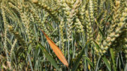 El trigo está bajo presión inmediata esta semana, ya que el primer suministro de la nueva cosecha está en marcha en el hemisferio norte. Foto: Herbert Wiggerman