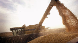 El USDA espera una alta demanda de maíz americano del nuevo cultivo. Y los analistas sostienen que el USDA aún no ha tenido en cuenta los daños causados por la tormenta en el maíz de Iowa. Foto: ANP