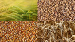 A pesar de que el maíz tiene la mejor rentabilidad proyectada entre las alternativas de cultivos de verano, se proyecta que la cosecha de maíz del año 2020/21 tendrá una tendencia a la baja Foto: Vijaya Narasimha, Manfred Richter, Hans Braxmeier