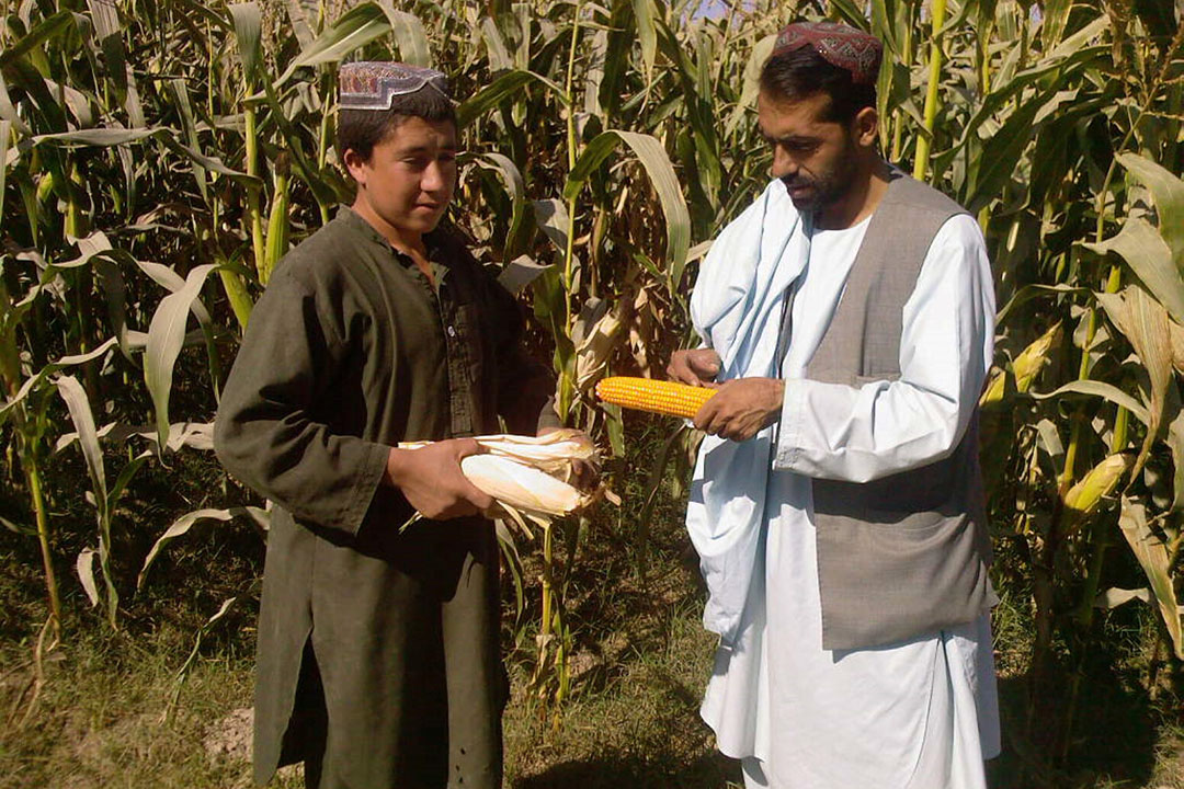 Mediante el uso de imágenes satelitales especializadas se espera que el proyecto identifique zonas adecuadas para el cultivo del maíz en el Afganistán. Foto: Chris McCullough