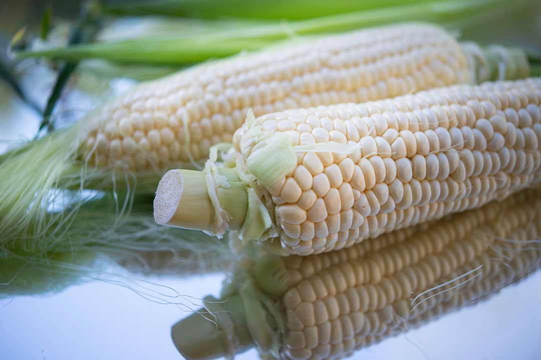 El maíz es el cultivo más importante de Zambia. Es ampliamente cultivado por los pequeños agricultores, es el alimento básico nacional y se utiliza ampliamente en el sector de la alimentación animal. Foto: Cristina Anne Costello