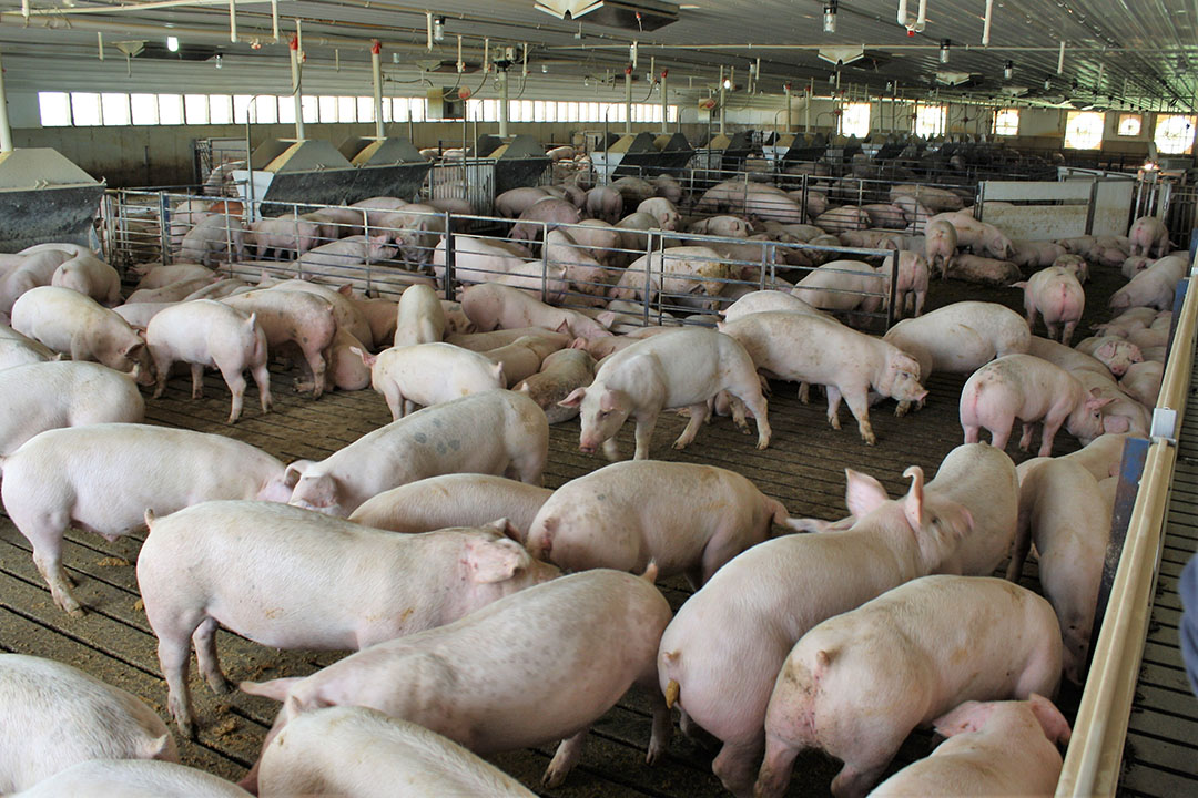 Cerdos de engorde en una granja de los Estados Unidos. - Foto: Vincent ter Beek