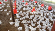 En un ensayo de alimentación a largo plazo para evaluar el efecto de dosis bajas de mezclas de micotoxinas, se supervisaron 18 parvadas consecutivas de pollos de engorde en cuanto al rendimiento y la ingesta de alimentos. Foto: Chris McCullough