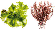 El extracto de algas rojas mejora la función de la barrera intestinal, mientras que el extracto de algas verdes modula las respuestas inmunológicas innatas y adaptativas. Foto: Olmix