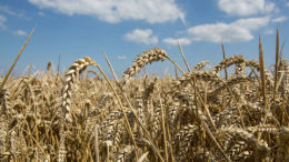 Sólo se han exportado 1,9 millones de toneladas de trigo en esta temporada. Foto: Peter J.E.Roek