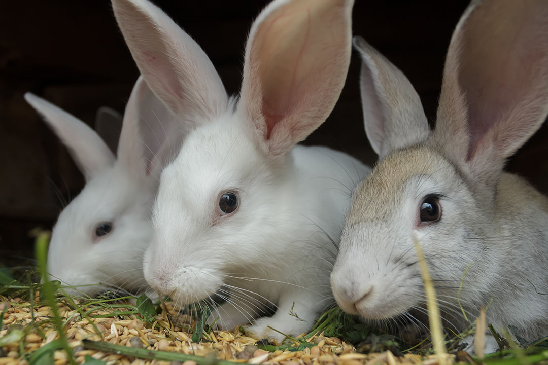 La futura expansión mundial de la cría de conejos se basará en una mejor selección de la cría, en los avances tecnológicos y en el apoyo gubernamental. Foto: Shutterstock