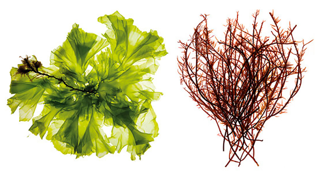 El extracto de algas rojas mejora la función de la barrera intestinal, mientras que el extracto de algas verdes modula las respuestas inmunológicas innatas y adaptativas.  Foto: Olmix