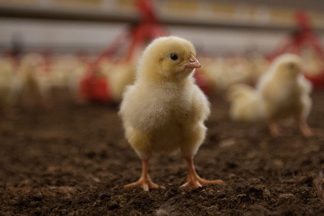 Rospotrebnadzor tiene actualmente una política de tolerancia cero para los residuos de coccidiostáticos en la producción avícola. Foto: Ronald Hissink