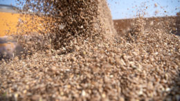 El rendimiento de los cereales es decepcionante en todo el mundo, lo que da lugar a un aumento continuo de los precios. Foto: Mark Pasveer