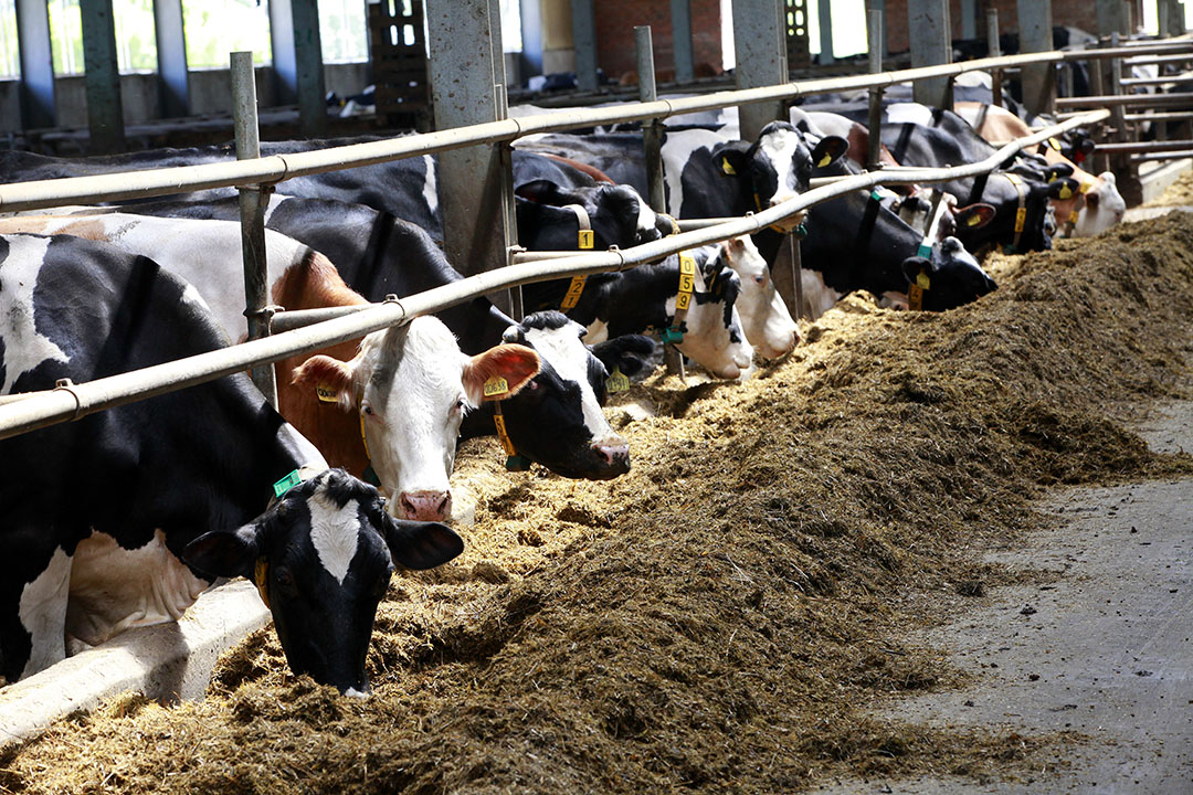 La prohibición ha detenido la importación de Lacto Energía, un aditivo alimenticio para vacas lecheras desarrollado conjuntamente por Mustang y la compañía holandesa Daavision. Foto: Henk Riswick