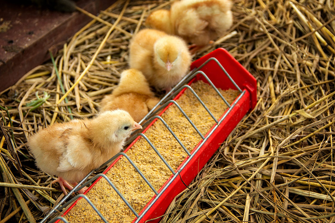 El comienzo de la vida de un polluelo está lleno de desafíos que pueden ser fisiológicos o de comportamiento. Foto: Shutterstock