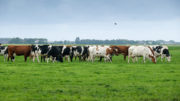 La ración anual de las vacas es de 25% de hierba fresca, 50% de hierba ensilada y el otro 25% consiste en concentrados. Foto: Jan Willem Van Vliet