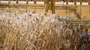 El trigo tiene una oferta decreciente en el mercado físico. Foto: Peter J.E. Roek