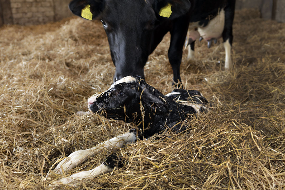 Un ensayo evaluó el efecto de los extractos de plantas incorporados en el alimento concentrado para vacas lecheras tres semanas antes del parto y durante la lactancia. Foto: Henk Riswick