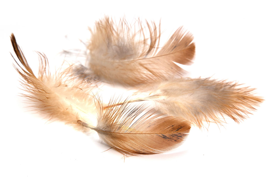 El picoteo severo da como resultado el daño de las plumas y puede conducir a la tensión, a una pobre cobertura del plumaje y a heridas. Foto: schankz