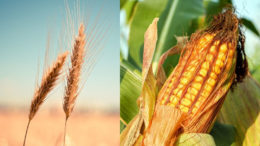 Las previsiones para las importaciones de maíz y trigo se reducen debido a la disminución de la demanda de piensos para cerdos y aves de corral. Foto: picjumbo y Couleur