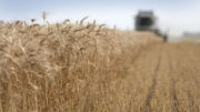 Los precios récord de los cereales podrían perjudicar el crecimiento de la industria avícola y porcina rusa y hacer que miles de explotaciones agrícolas pierdan terreno, según los analistas. Foto: Mark Pasveer
