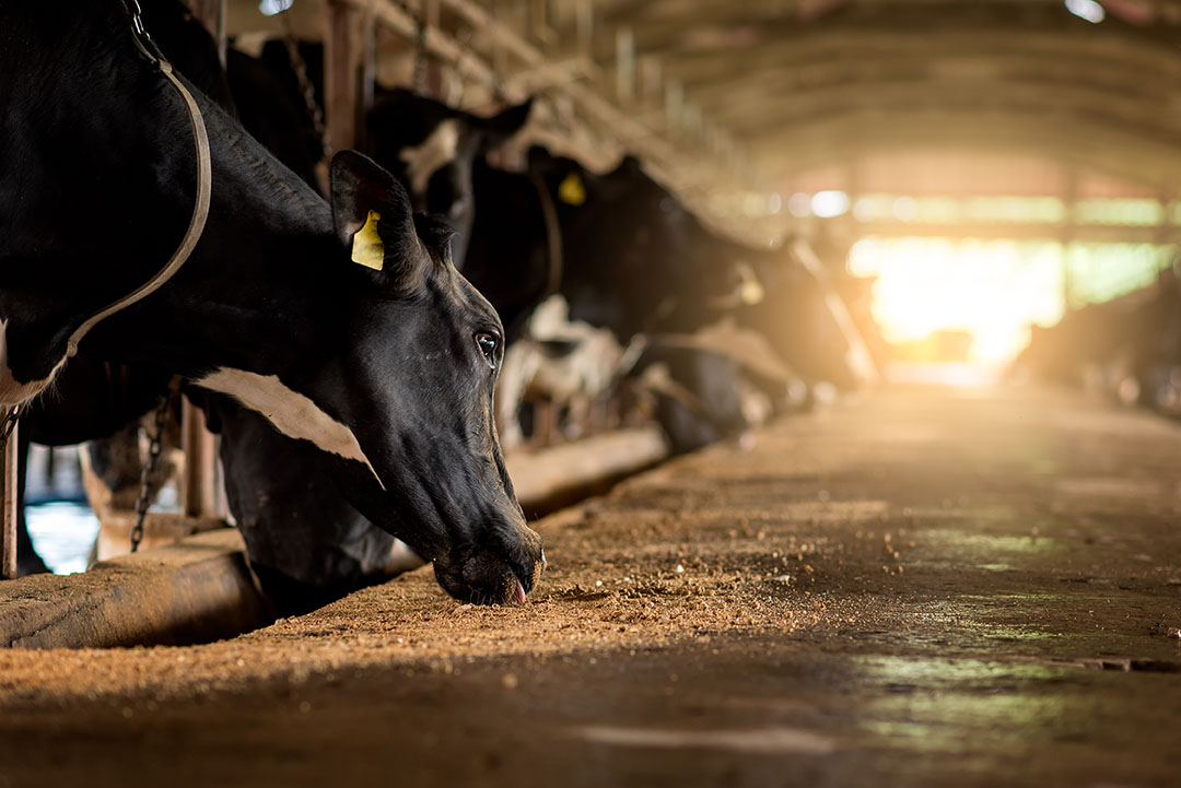 La inflamación sistémica puede afectar a las vacas en términos de producción de leche y salud. Foto: Shutterstock
