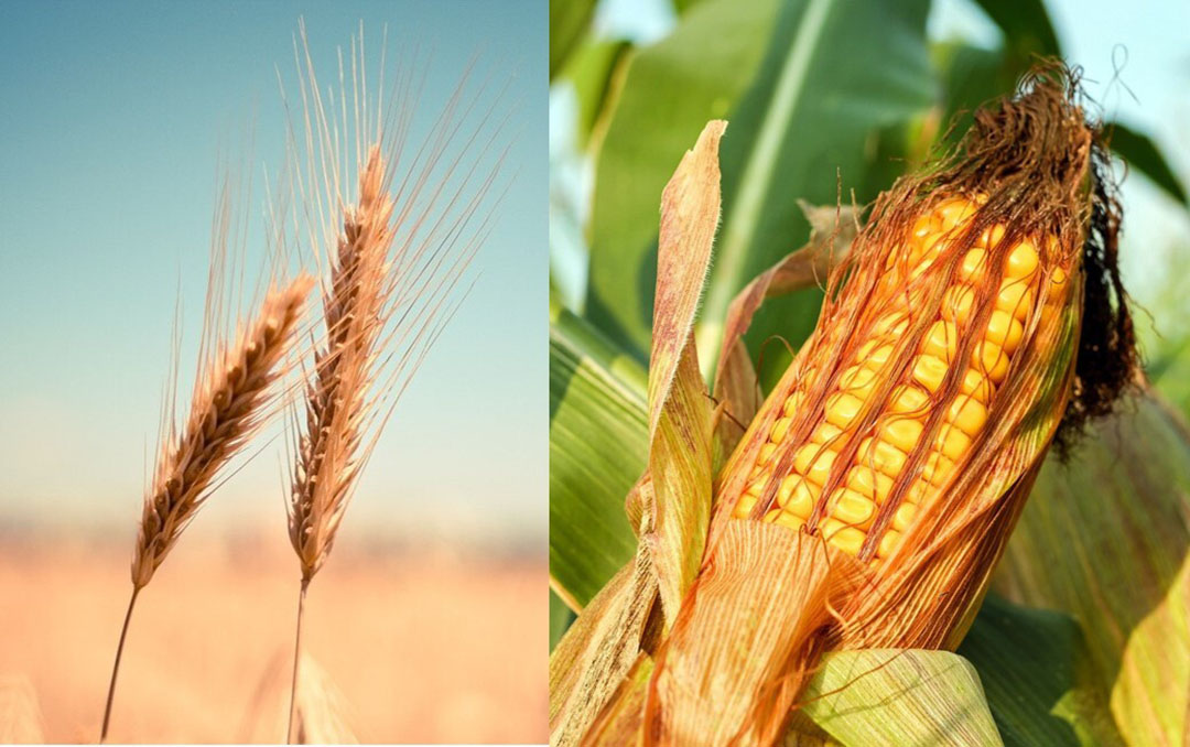 Las previsiones para las importaciones de maíz y trigo se reducen debido a la disminución de la demanda de piensos para cerdos y aves de corral. Foto: Picjumbo y Couleur