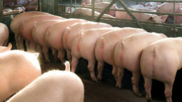 Cuando los cerdos de los flujos infectados e ingenuos se mezclan al final del vivero, los cerdos infectados pueden triplicarse dentro de la población cada semana. Foto: B.v.d.Wense