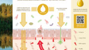 Doble función de los ácidos resínicos en el tracto intestinal: Protegen la barrera epitelial y apoyan el crecimiento de la microbiota beneficiosa. Foto: Hankkija Oy