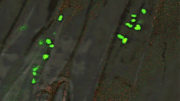 La cepa de endofito M6, etiquetada con la proteína verde fluorescente. Coexiste con plantas de maíz y trigo. Foto: Universidad de Guelph