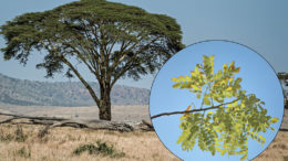 El conocido árbol de acacia tortilis de África también se conoce como árbol espinoso de paraguas, con su dosel espinoso de ramas y hojas. Foto: Maahid y David Clode
