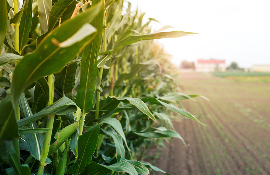 Un total de 9,7 millones de toneladas del consumo de maíz de 2020/21 es para alimentación. Foto: aleksandarlittlewolf