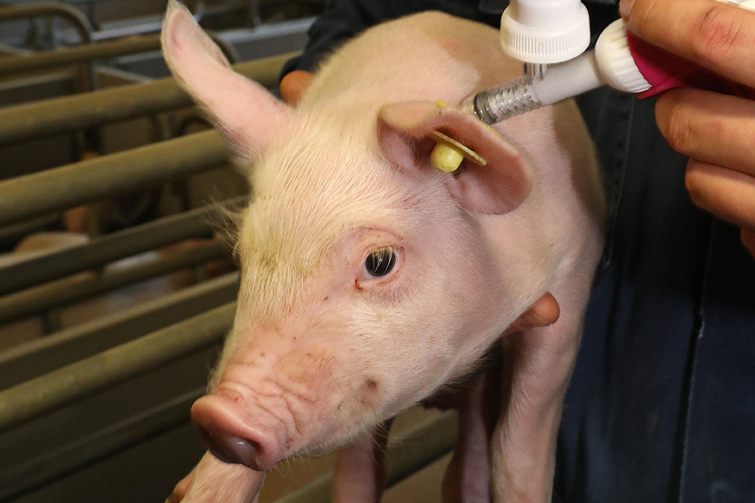 La Lawsonia intracelularis causa importantes pérdidas económicas a la industria porcina. Foto: Henk Riswick