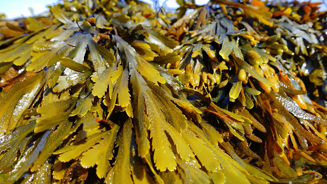 Las ventajas de la producción de algas marinas son el uso de sal en lugar de agua dulce, el mar en lugar de tierra cultivable, y la biomasa producida por unidad de superficie. Foto: Pexels por Pixabay