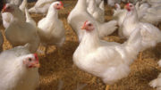 Foto: Stephen Ausmus