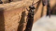 La comida de la mosca soldado negra puede influir positivamente en la microbiota del intestino grueso y delgado. Foto: Shutterstock
