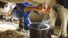 La combinación de una adecuada nutrición del rumen con el fortalecimiento del sistema inmunológico del animal proporciona una mayor producción y calidad diaria de la leche. Foto: Shutterstock